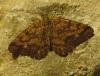 Ematurga atomaria
